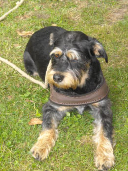 Sir Henry